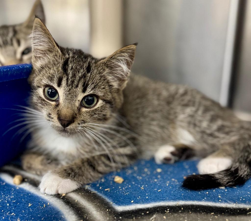 Lucy, Adoptable, Kitten Female Domestic Short Hair.