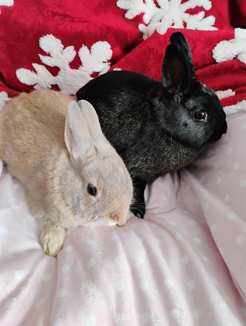 SADIE, Adoptable, Adult Female Bunny Rabbit.