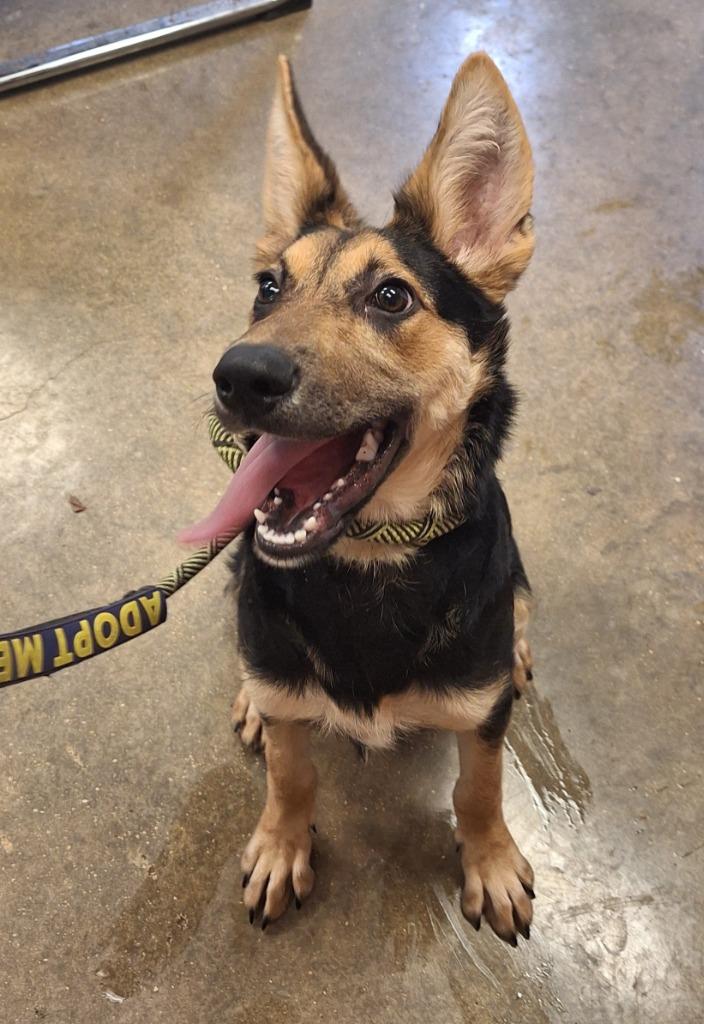 Enlarge Fire, a Adoptable mixed breed in Lockhart, TX image 1/2