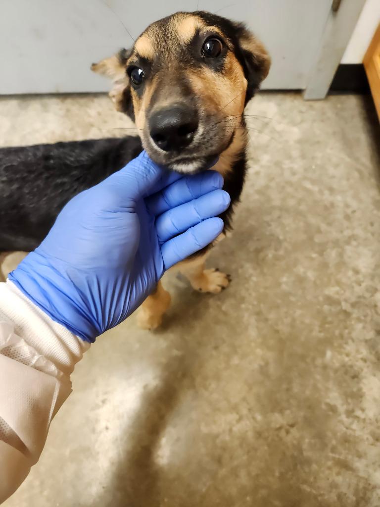 Enlarge Fire, a Adoptable mixed breed in Lockhart, TX image 2/2