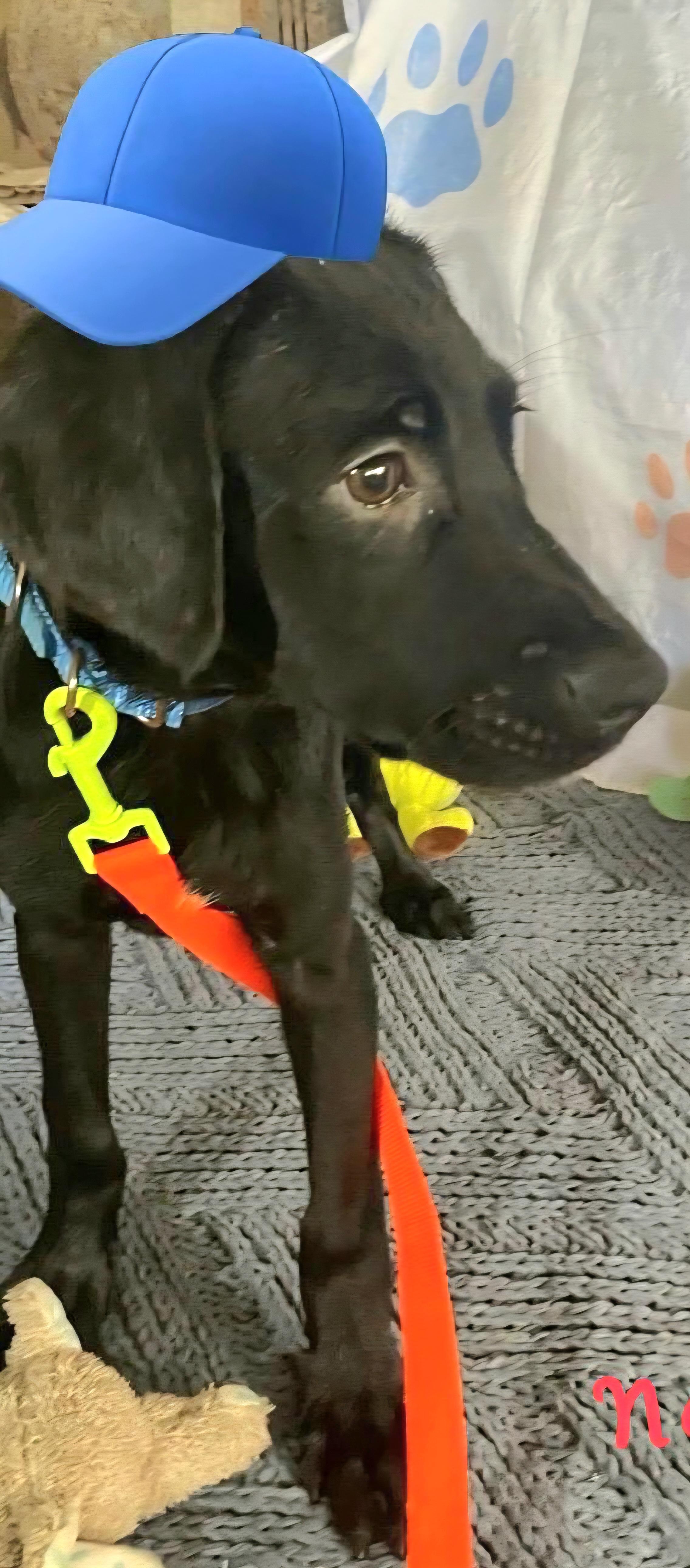 NEGRITO "Let's bond in love." 4