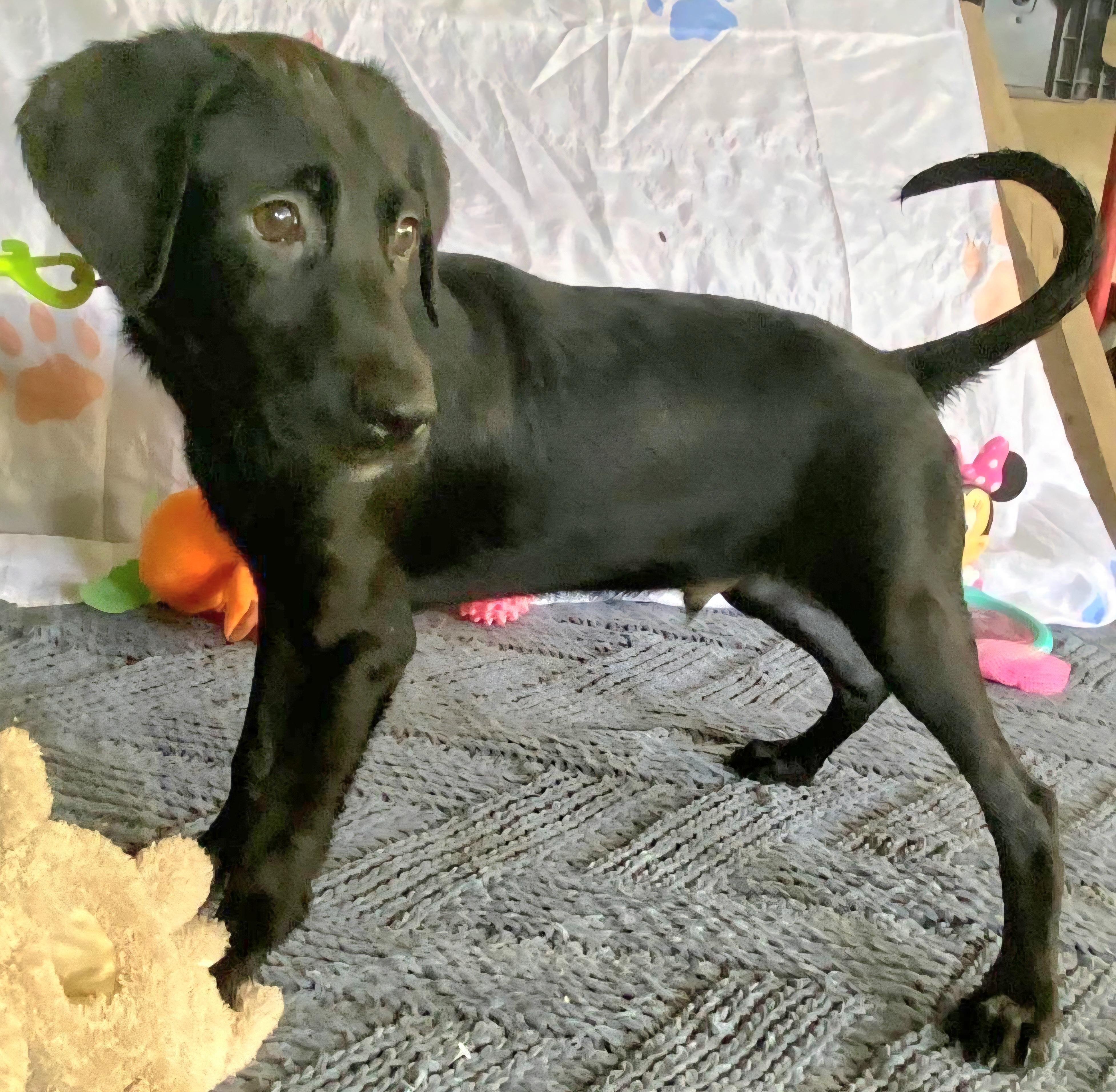 NEGRITO "Let's bond in love." 5