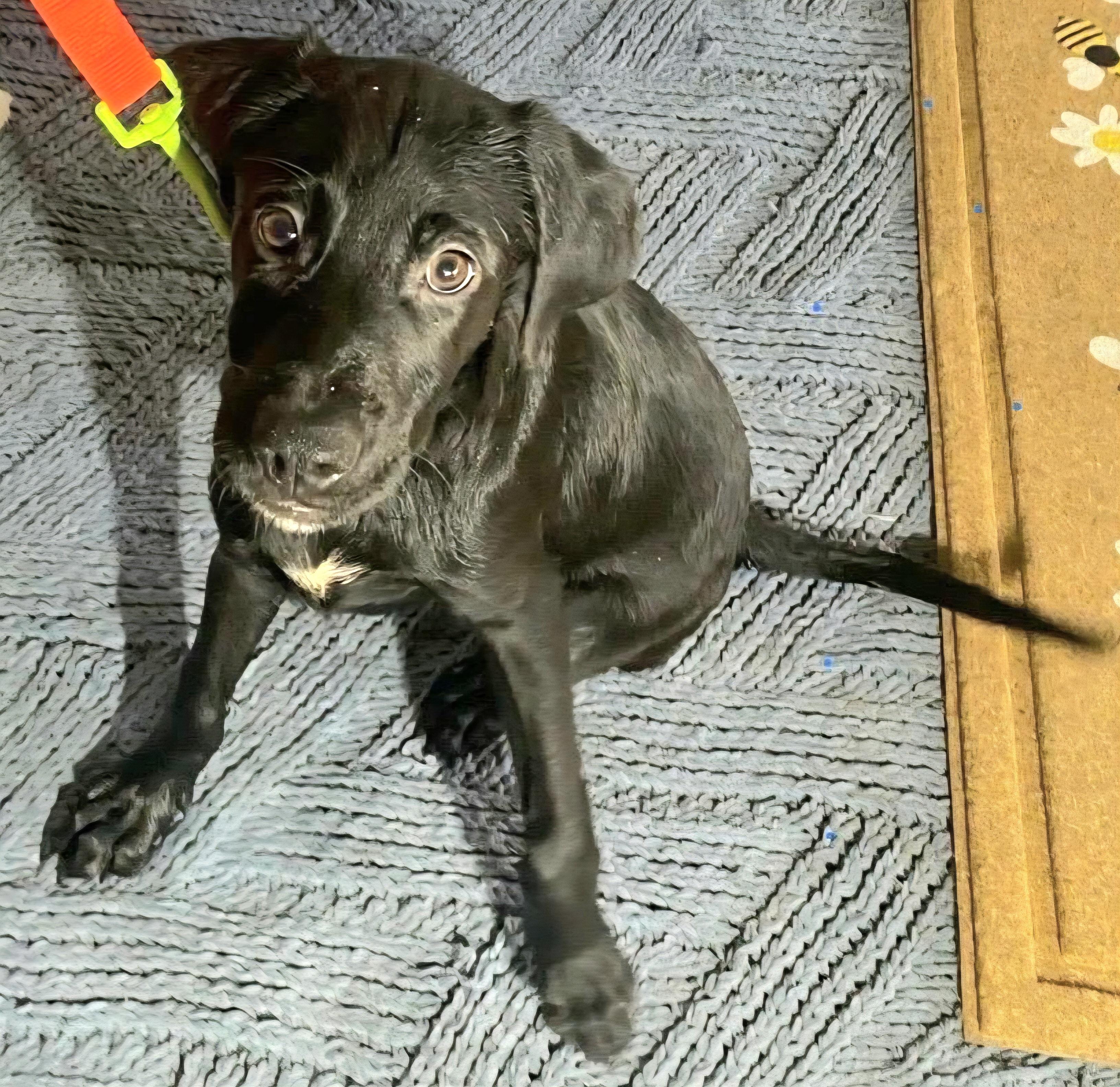 NEGRITO "Let's bond in love." 3