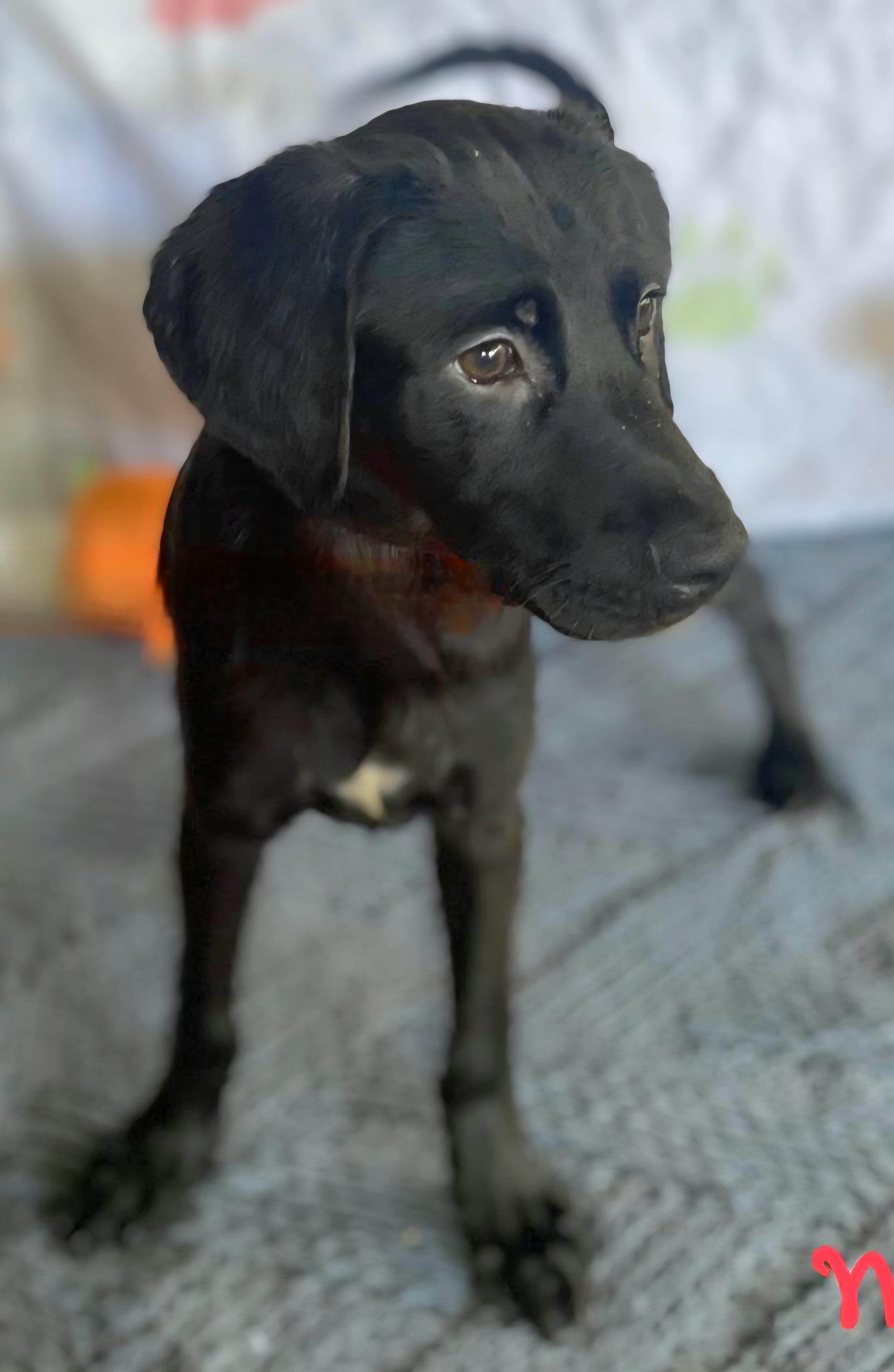 NEGRITO "Let's bond in love." 6