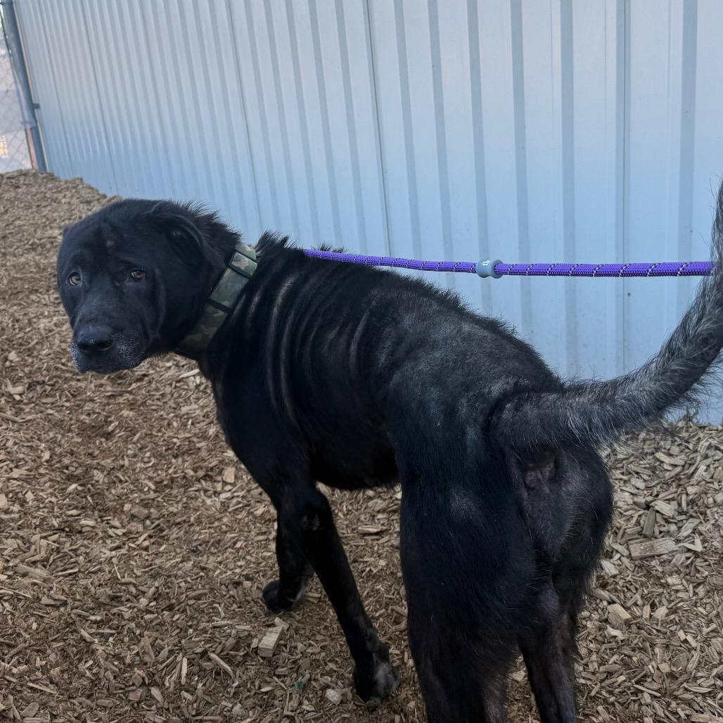 Alberto, Adoptable, Adult Male Mixed Breed.