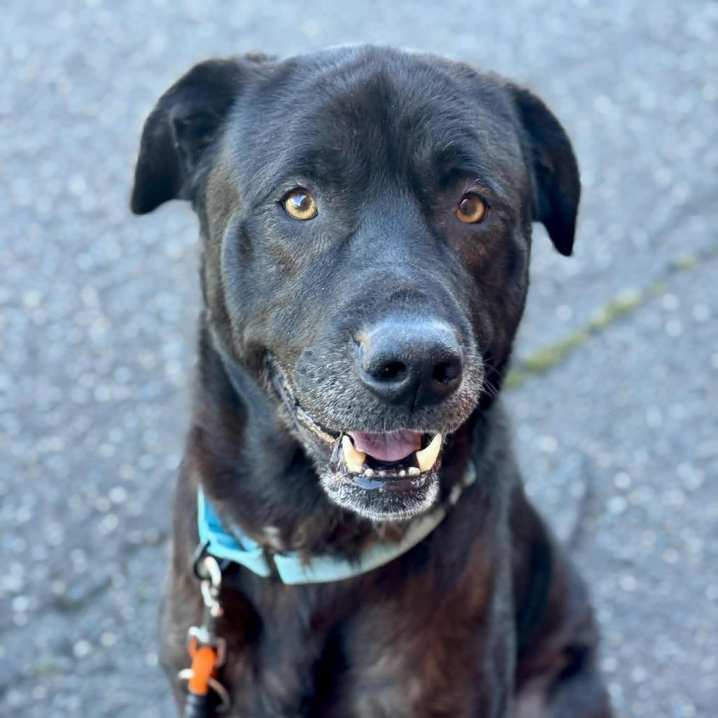 Alberto, Adoptable, Adult Male Mixed Breed.