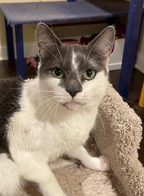Tippy (LE), adoptable, Adult Female Domestic Short Hair.