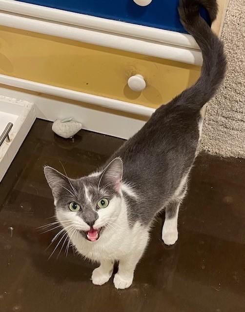 Tippy (LE), an adoptable Domestic Short Hair in Little Falls, NJ image 2/2