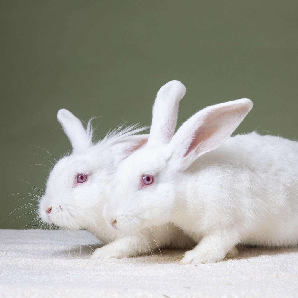 Cora, Adoptable, Young Female American.