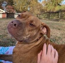 Whitney, ADOPTABLE, Young Female Mixed Breed.