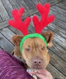 Enlarge Whitney, a ADOPTABLE Mixed Breed in Arlington, TN image 4/5