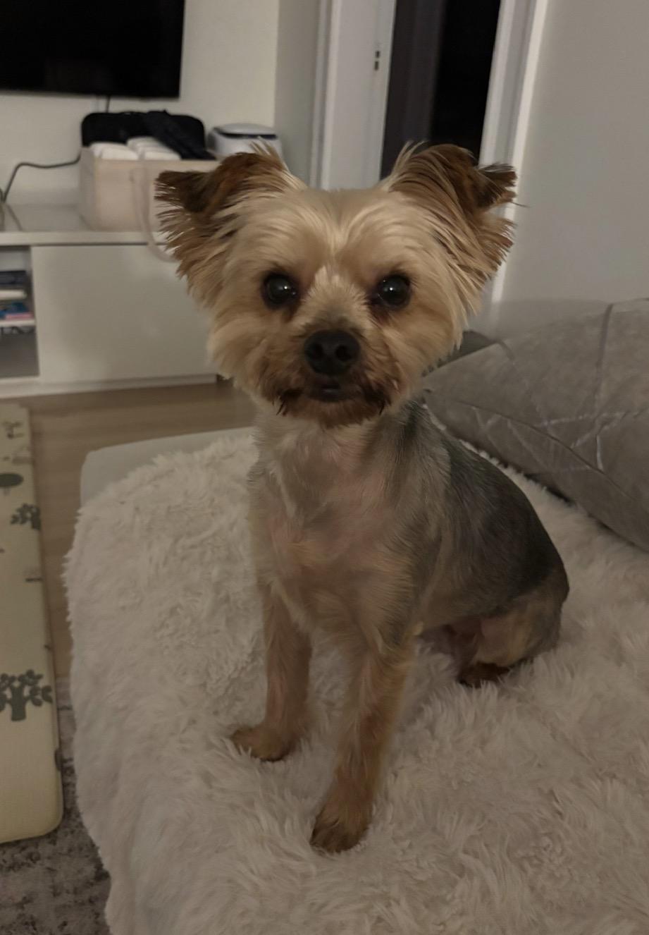 Enlarge Michi, a Adoptable Yorkshire Terrier in Taunton, MA image 1/2