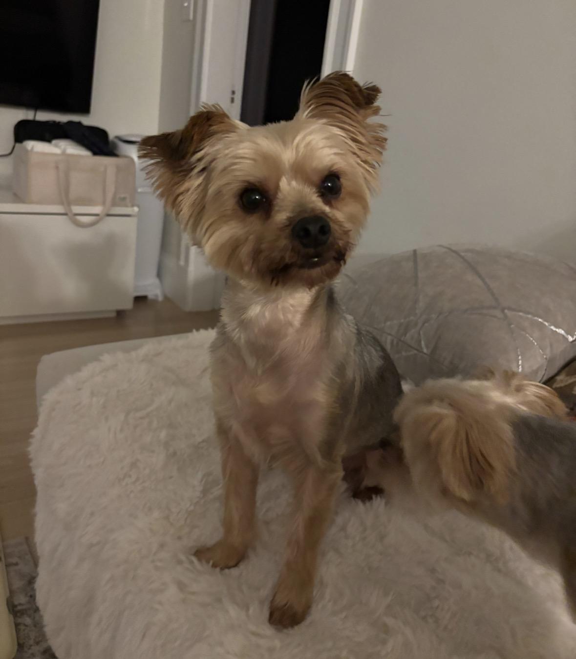 Enlarge Michi, a Adoptable Yorkshire Terrier in Taunton, MA image 2/2