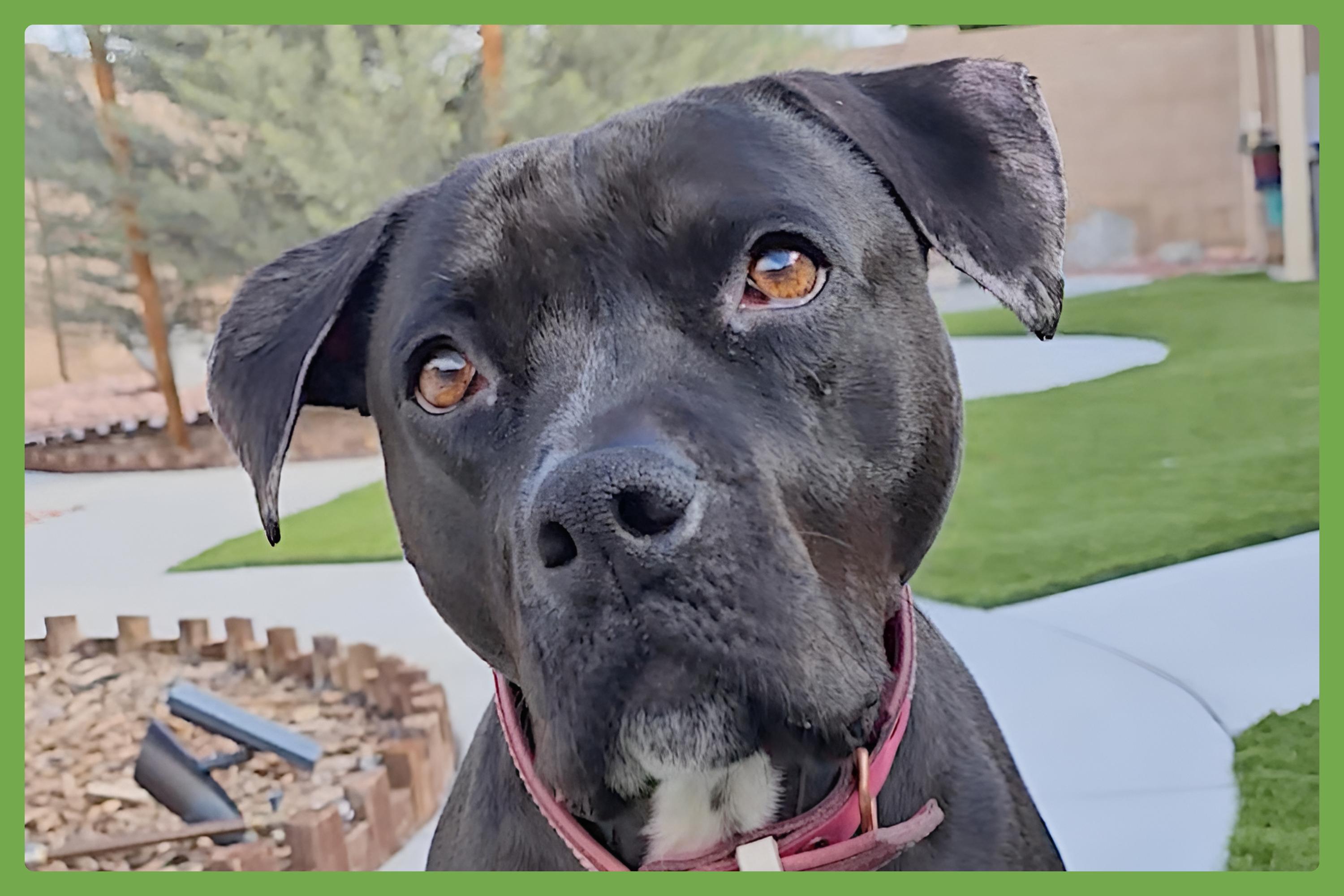 Lola — thumbnail 4