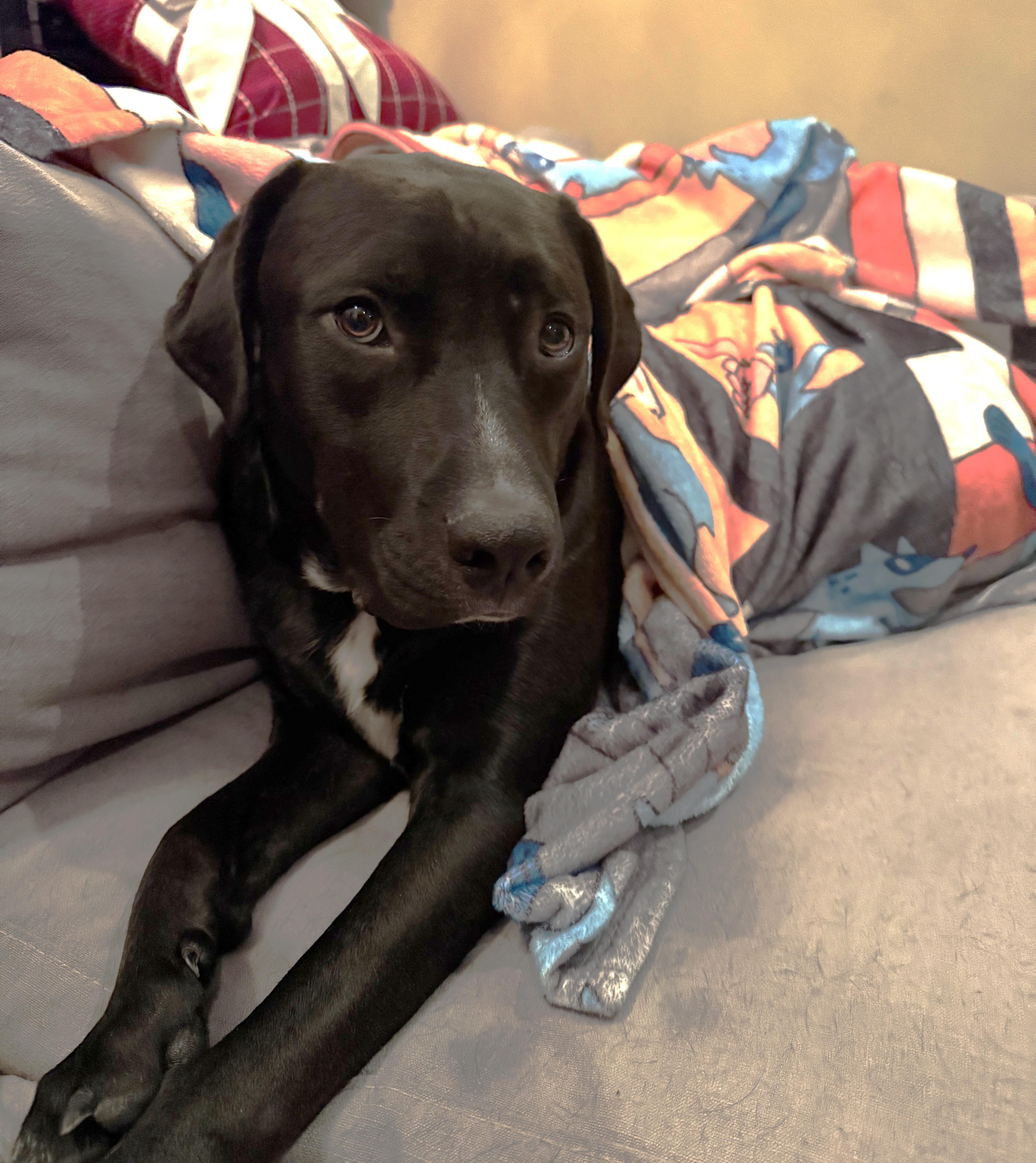 Enlarge Vahlo (55 lbs), a ADOPTABLE mixed breed in Mississauga, ON image 3/6