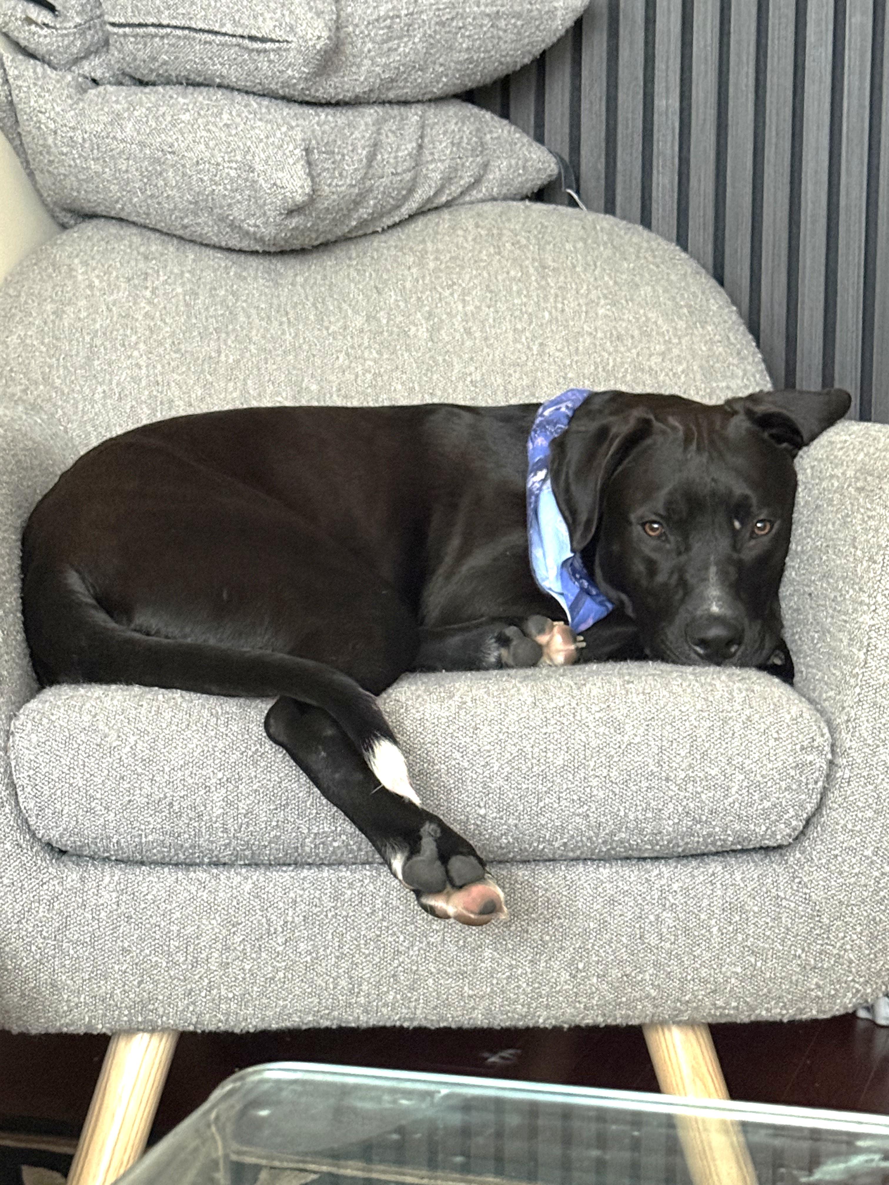 Enlarge Vahlo (55 lbs), a ADOPTABLE mixed breed in Mississauga, ON image 4/6