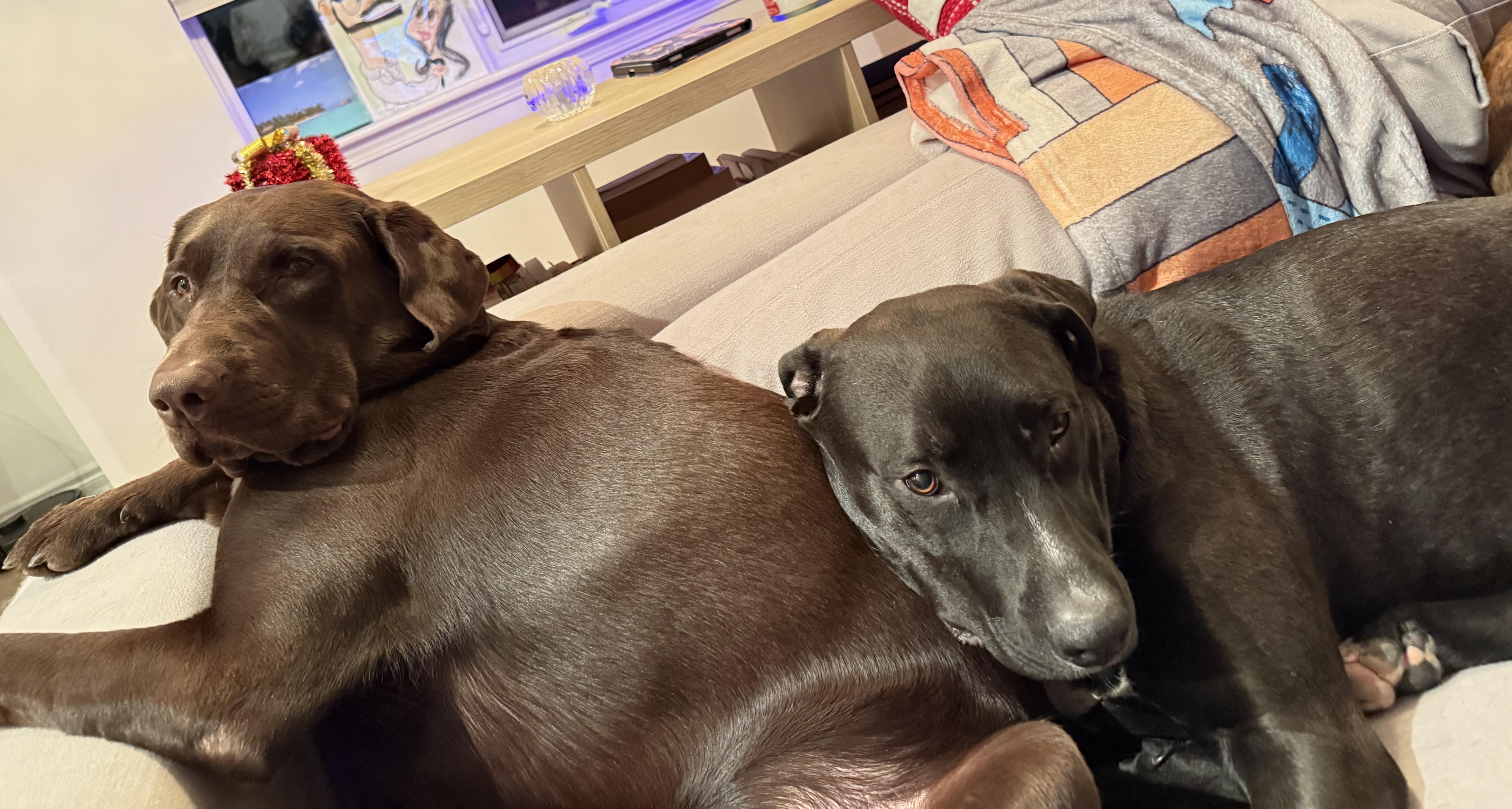 Enlarge Vahlo (55 lbs), a ADOPTABLE mixed breed in Mississauga, ON image 2/6