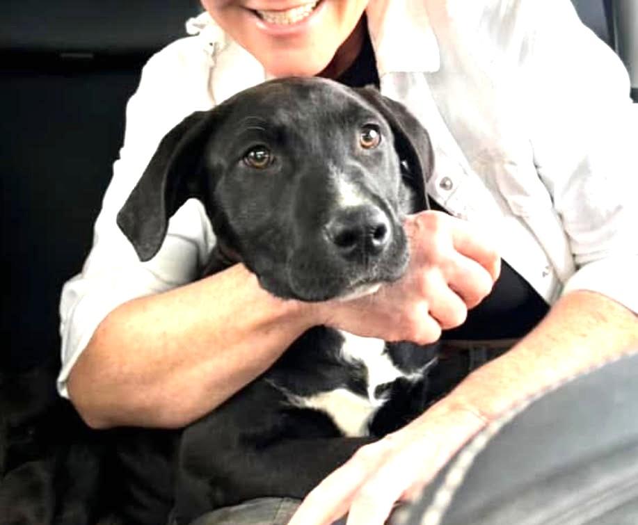 Enlarge Vahlo (55 lbs), a ADOPTABLE mixed breed in Mississauga, ON image 1/6