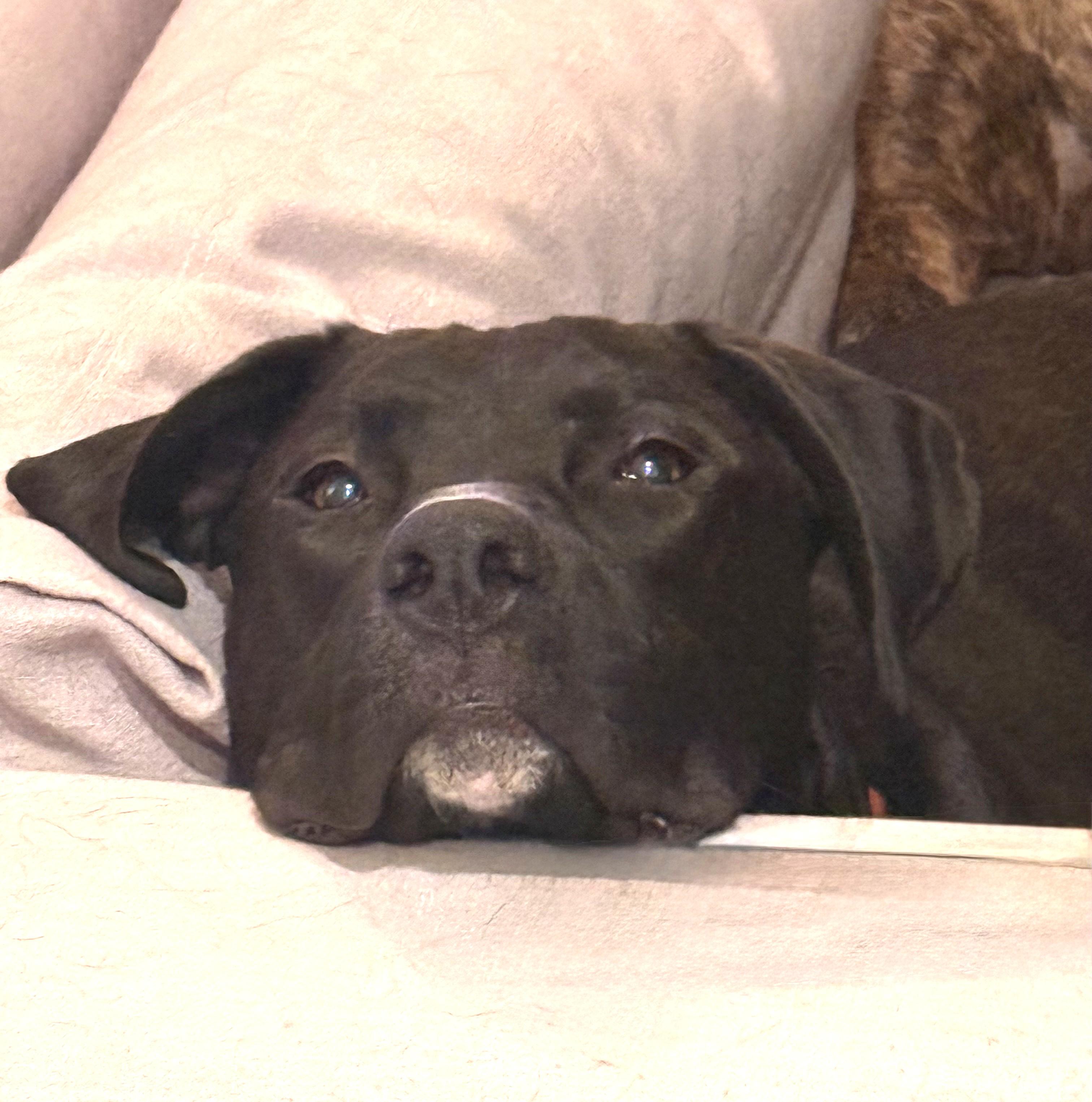 Enlarge Vahlo (55 lbs), a ADOPTABLE mixed breed in Mississauga, ON image 5/6