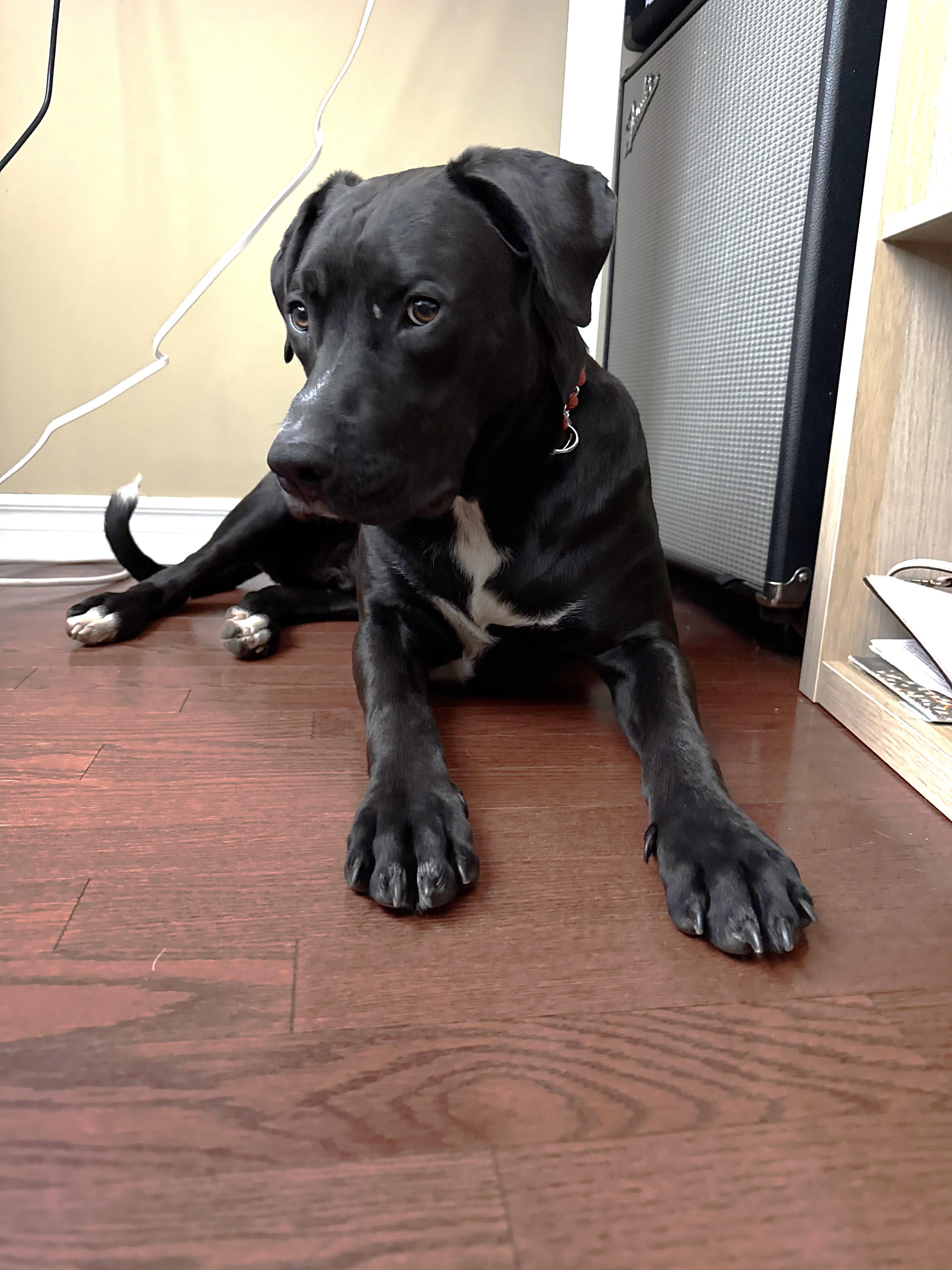 Enlarge Vahlo (55 lbs), a ADOPTABLE mixed breed in Mississauga, ON image 6/6