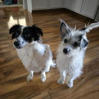 Bolt and Lightning, a ADOPTABLE mixed breed in Phoenix, AZ image 2/2