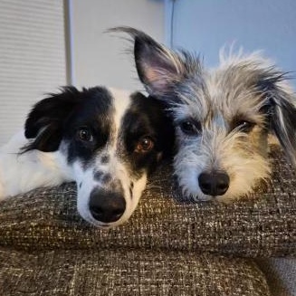 Bolt and Lightning, ADOPTABLE, Young Male Border Collie.