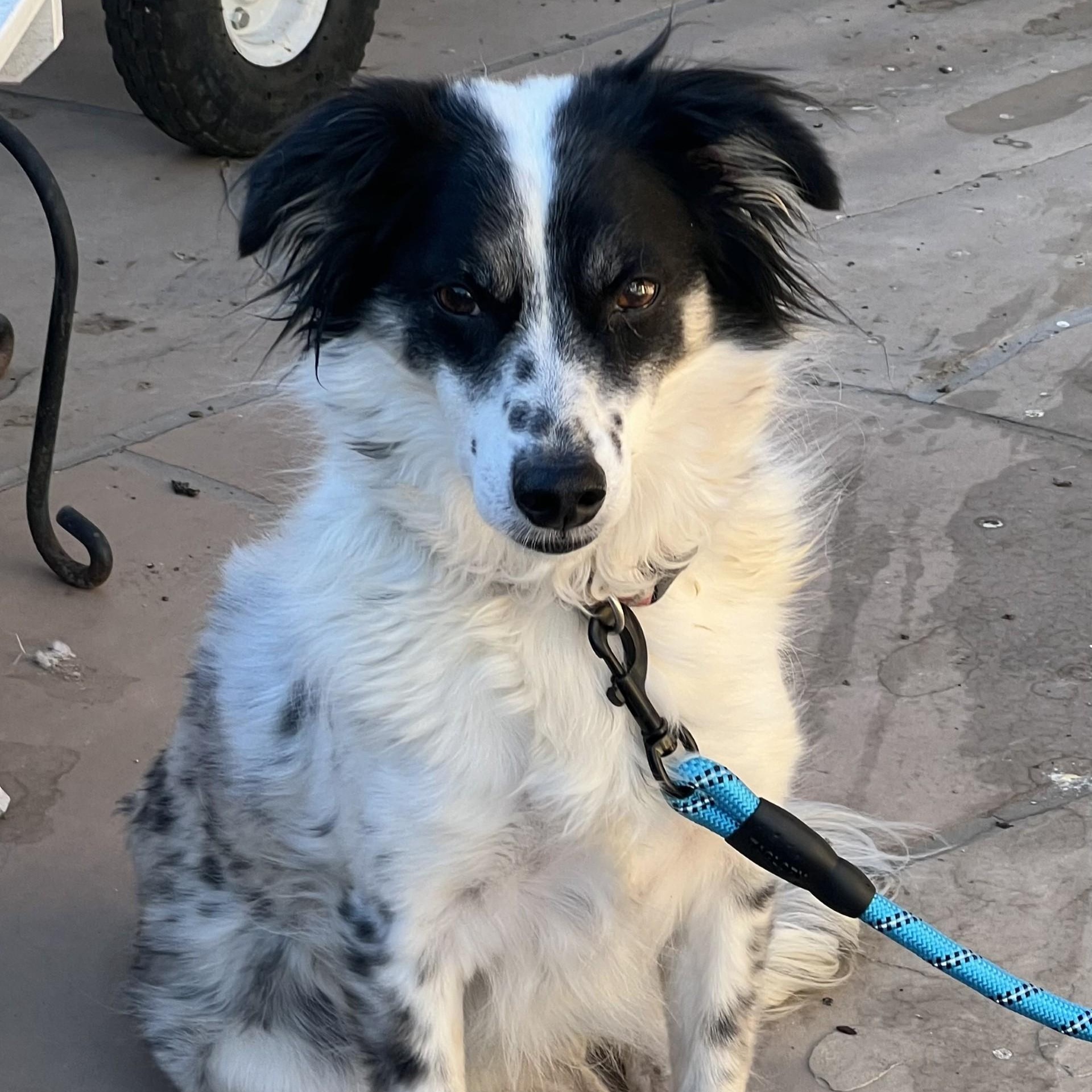 Bolt, adopted, Young Male Border Collie & Terrier.