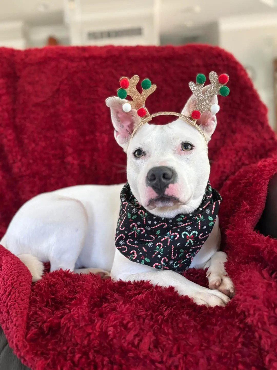 Delilah, Adopted, Young Female Mixed Breed.