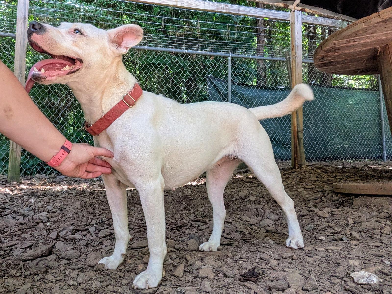 Enlarge Delilah, a Adopted Mixed Breed in Mc Cormick, SC image 3/3