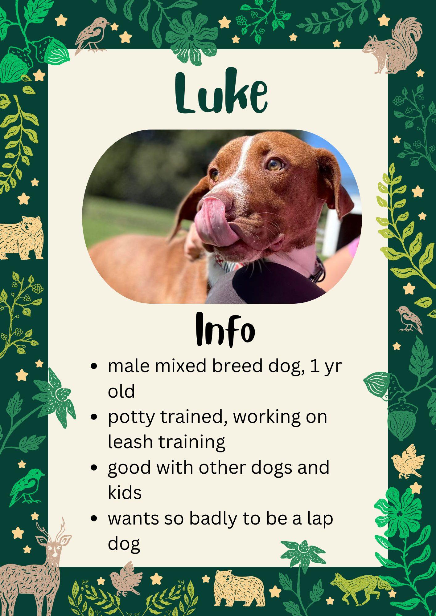 Enlarge Luke, a Adoptable Mixed Breed in Greensburg, IN image 1/1