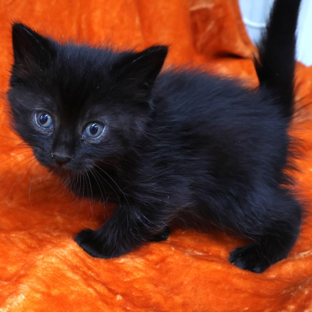 Buttons, a Adoptable Domestic Short Hair in Chaska, MN image 1/6