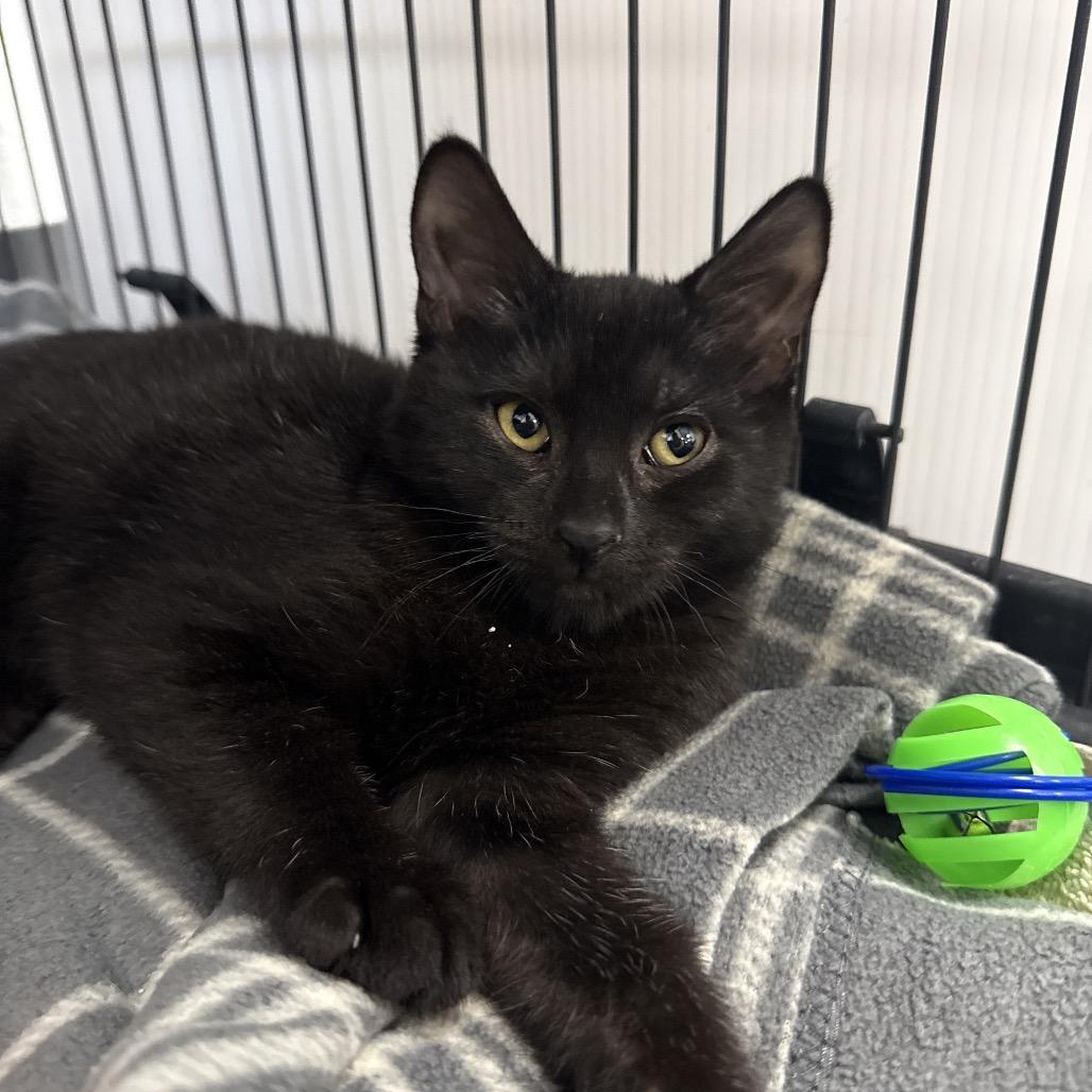 Buttons, a Adoptable Domestic Short Hair in Chaska, MN image 2/6