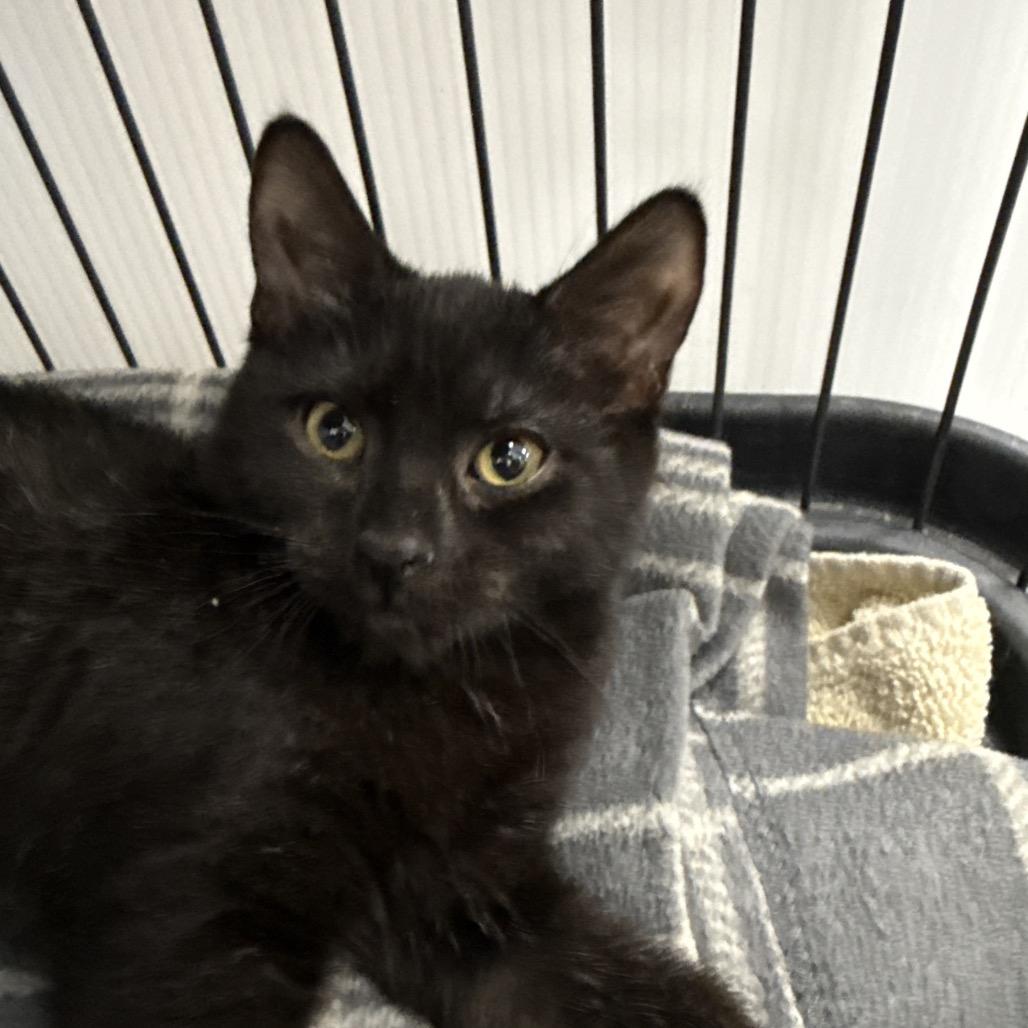 Buttons, a Adoptable Domestic Short Hair in Chaska, MN image 3/6