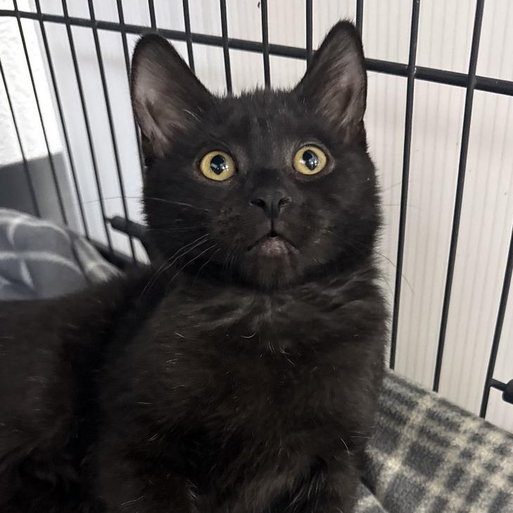 Buttons, a Adoptable Domestic Short Hair in Chaska, MN image 4/6