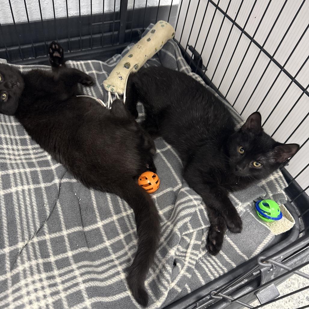 Buttons, a Adoptable Domestic Short Hair in Chaska, MN image 5/6