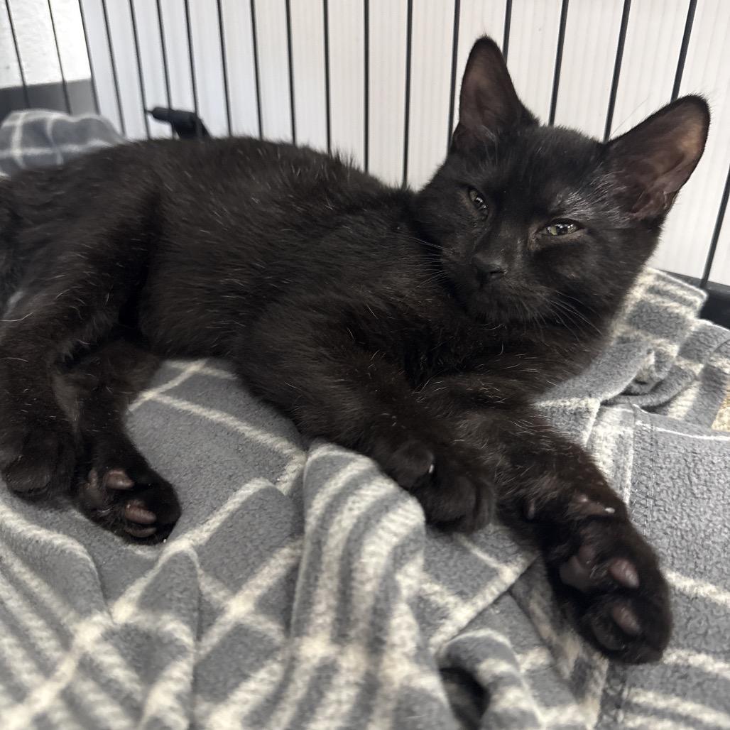 Buttons, a Adoptable Domestic Short Hair in Chaska, MN image 6/6