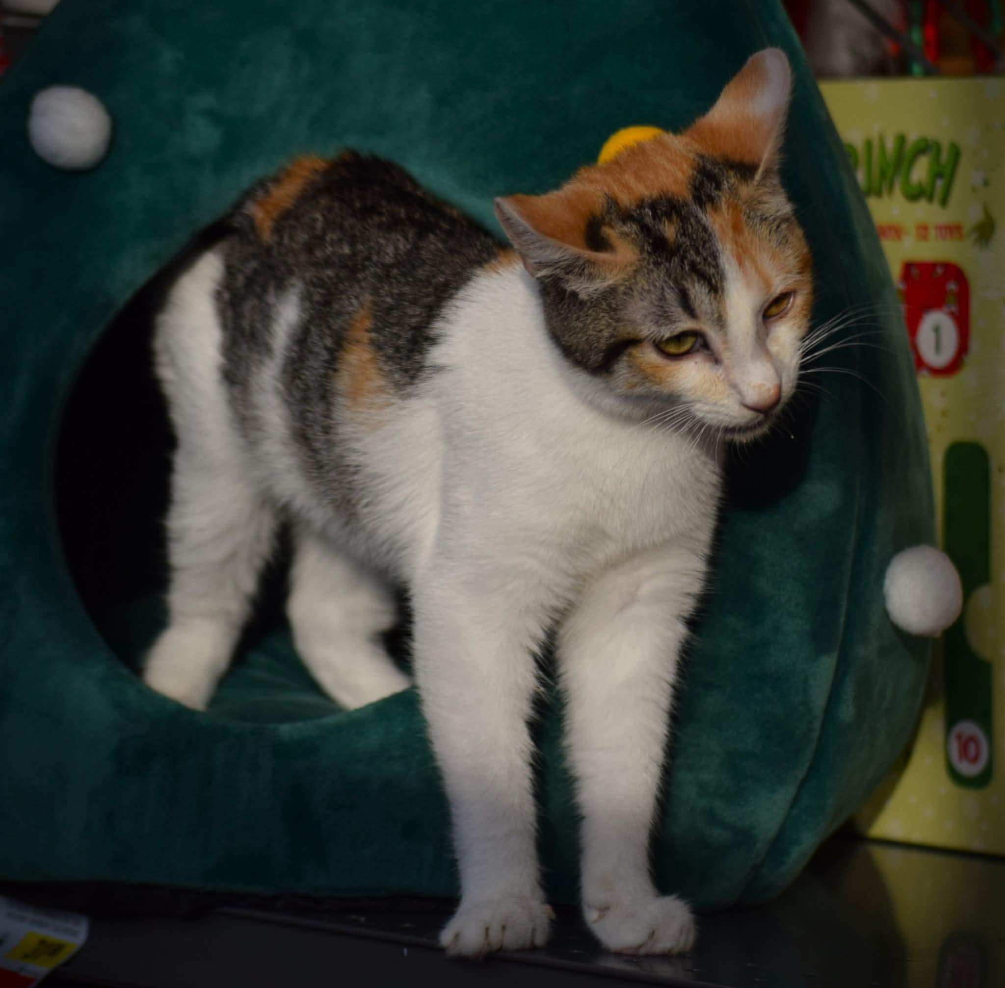 Uno, ADOPTABLE, Adult Female Calico & Domestic Short Hair.