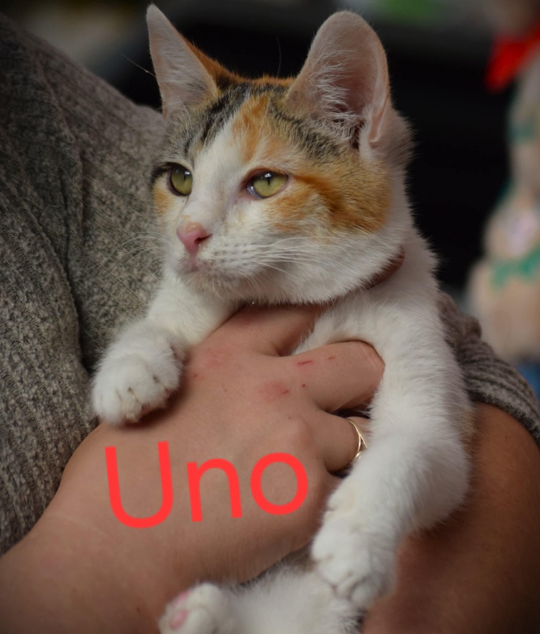 Enlarge Uno, a ADOPTABLE mixed breed in Evansville, IN image 2/2