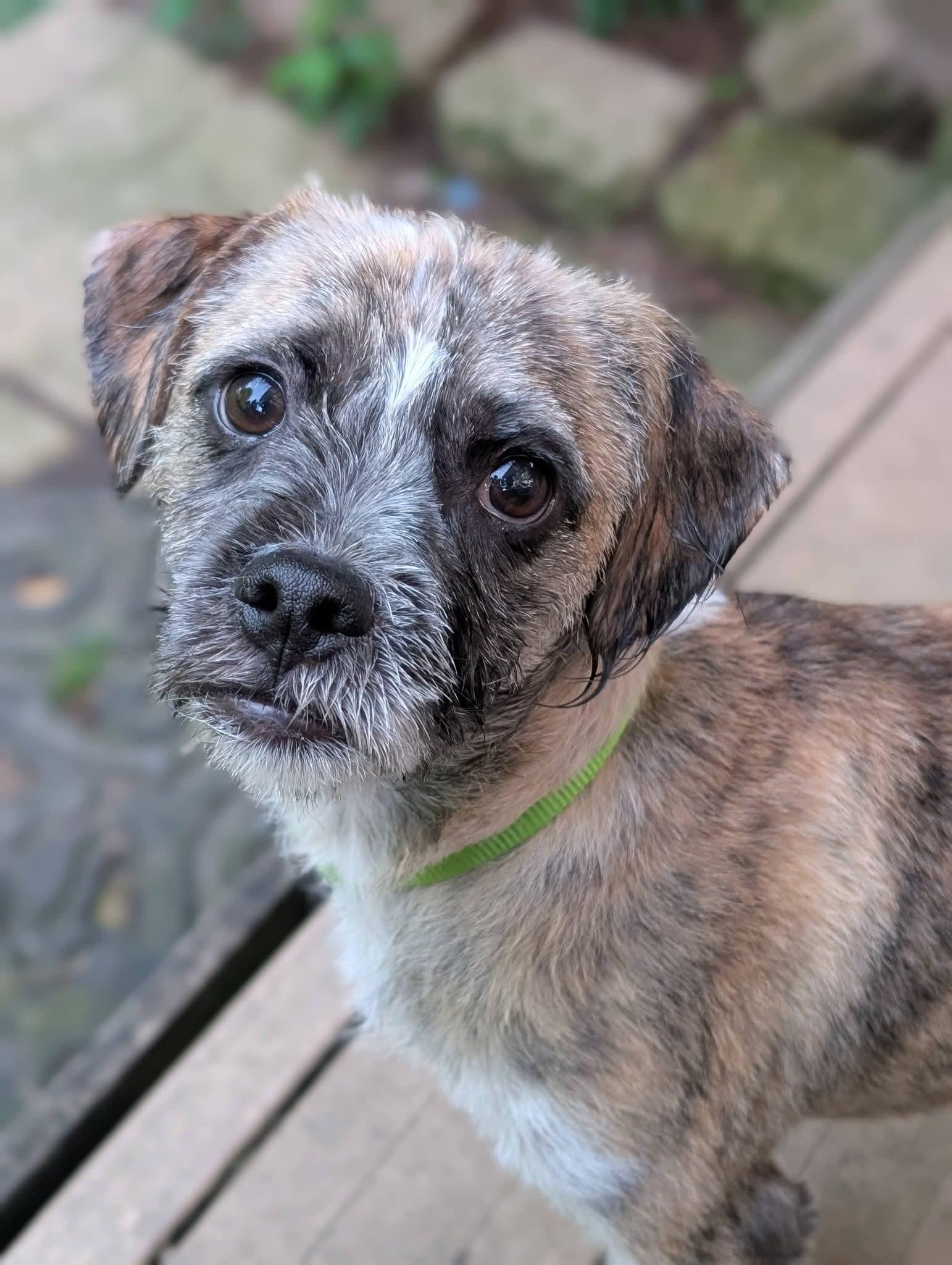 Pablo 425, adopted, Young Male Shih Tzu & Pug.