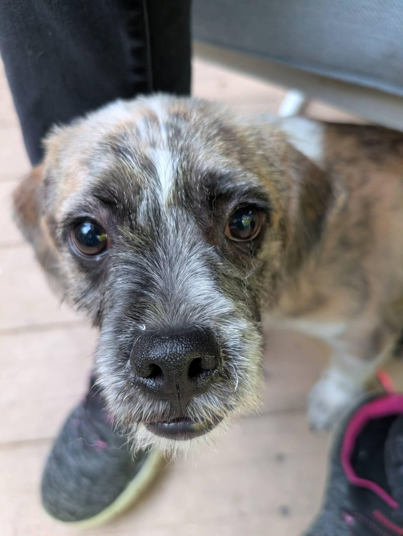 Enlarge Pablo 425, an adopted mixed breed in Milwaukee, WI image 2/6