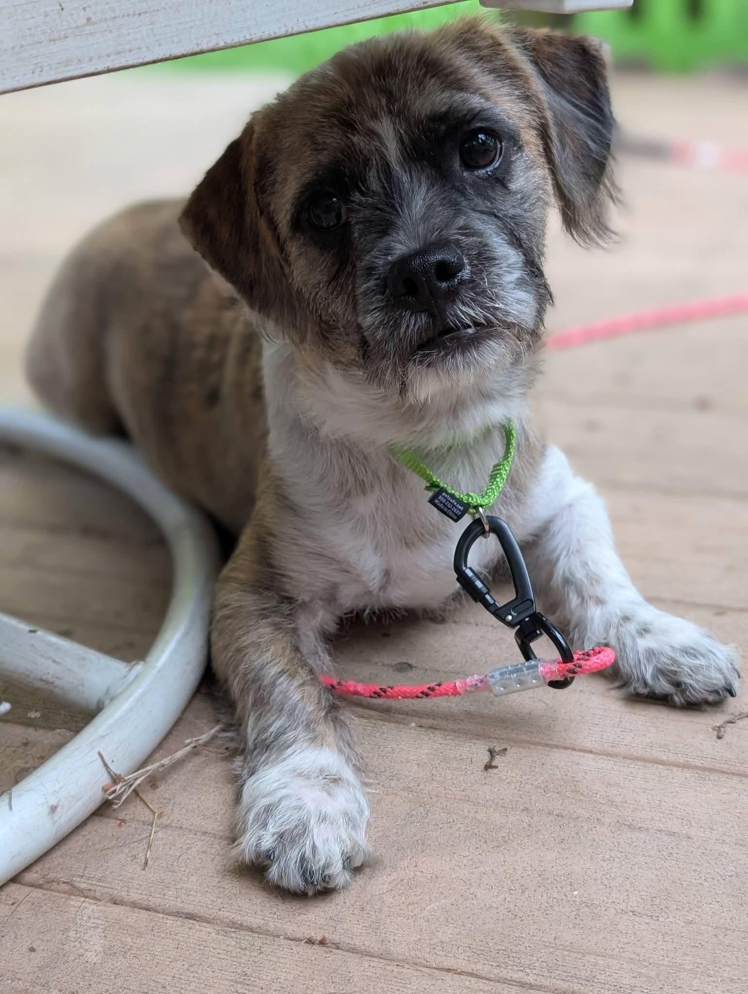 Enlarge Pablo 425, an adopted mixed breed in Milwaukee, WI image 6/6