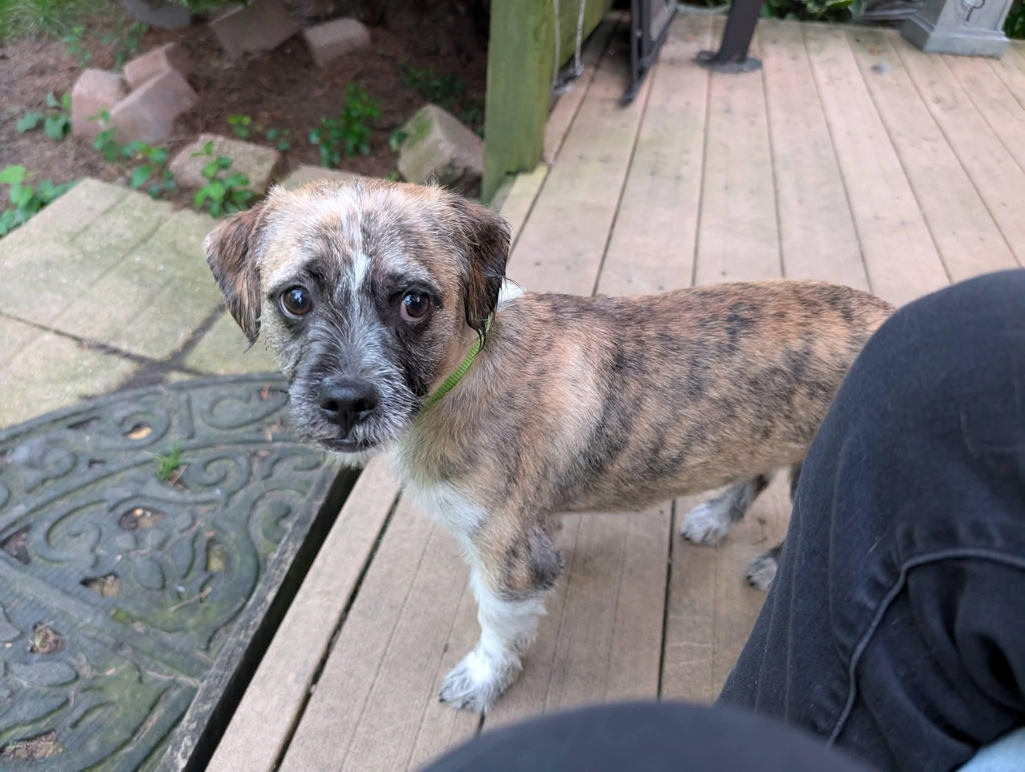 Enlarge Pablo 425, an adopted mixed breed in Milwaukee, WI image 4/6