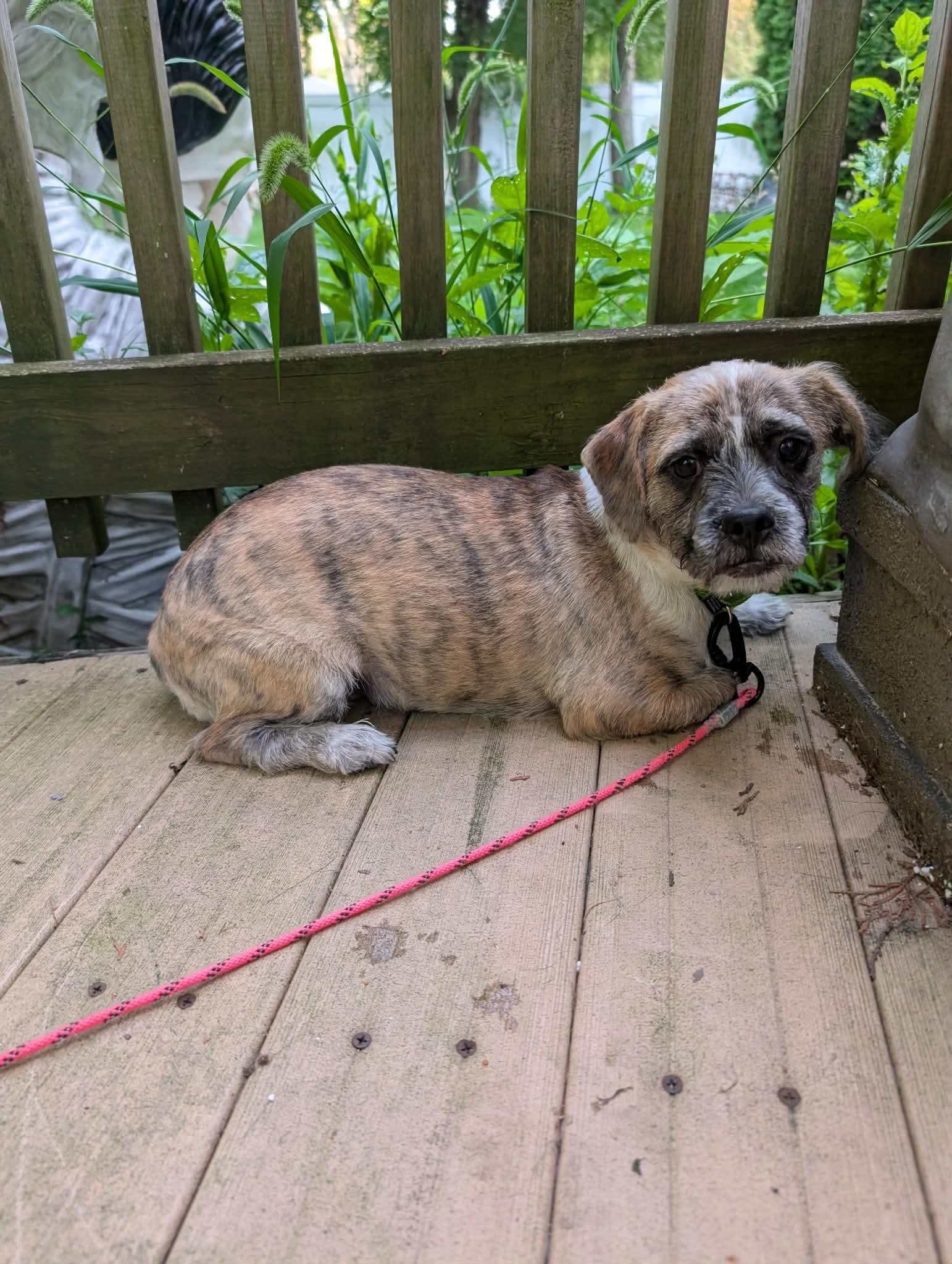 Enlarge Pablo 425, an adopted mixed breed in Milwaukee, WI image 5/6