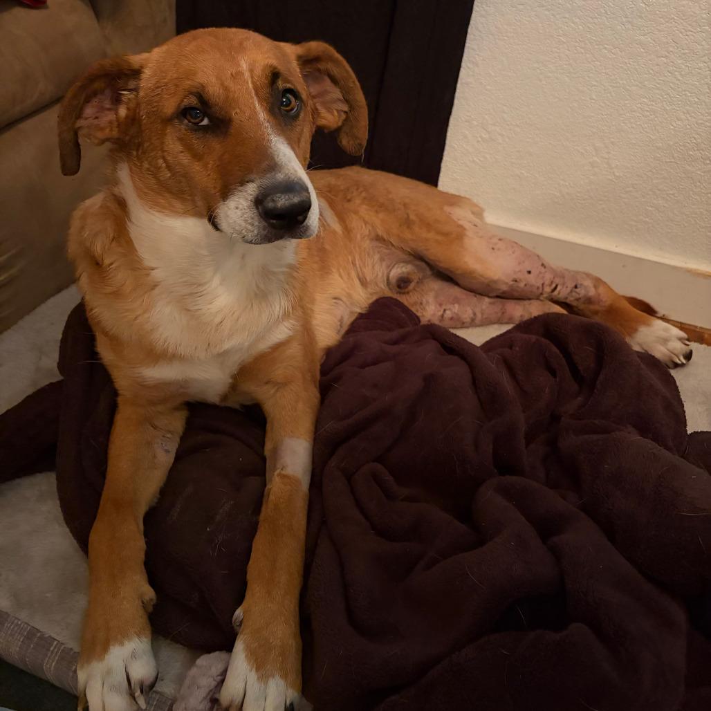 Harlem, Adoptable, Adult Male Mixed Breed & Shepherd.