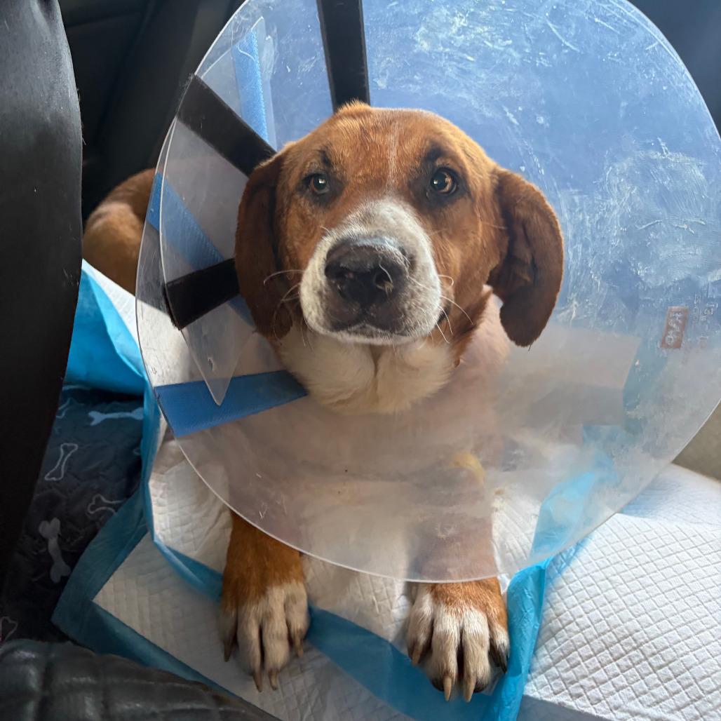 Harlem, a Adoptable mixed breed in Fredericksburg, TX image 2/6