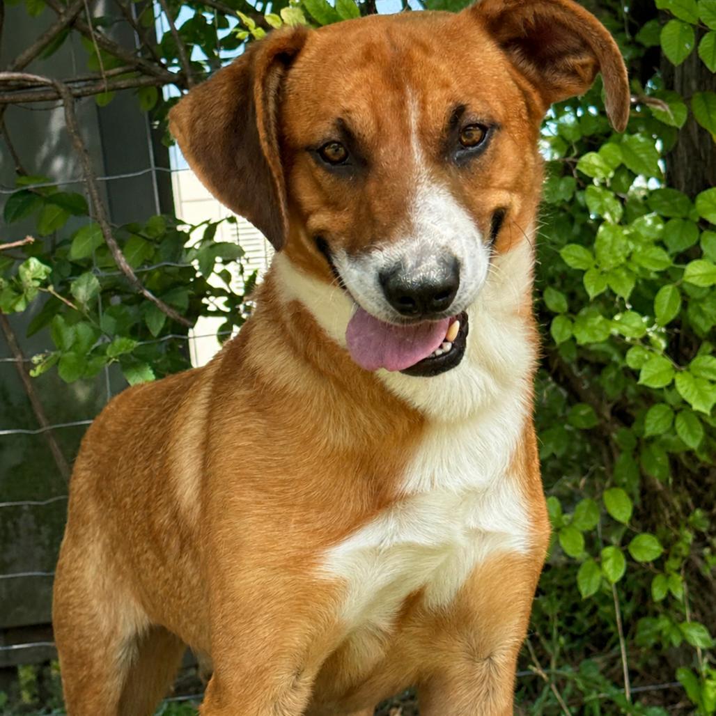Harlem, a Adoptable mixed breed in Fredericksburg, TX image 3/6