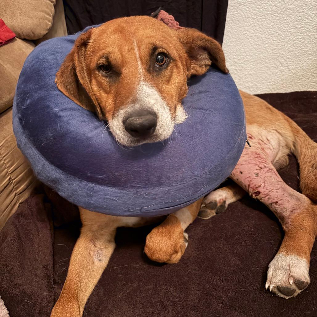 Harlem, a Adoptable mixed breed in Fredericksburg, TX image 5/6