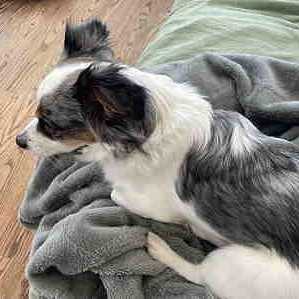 PENNY JANE (Super Cute, Sweet, Loves Belly Rubs, and Loves Being With People)