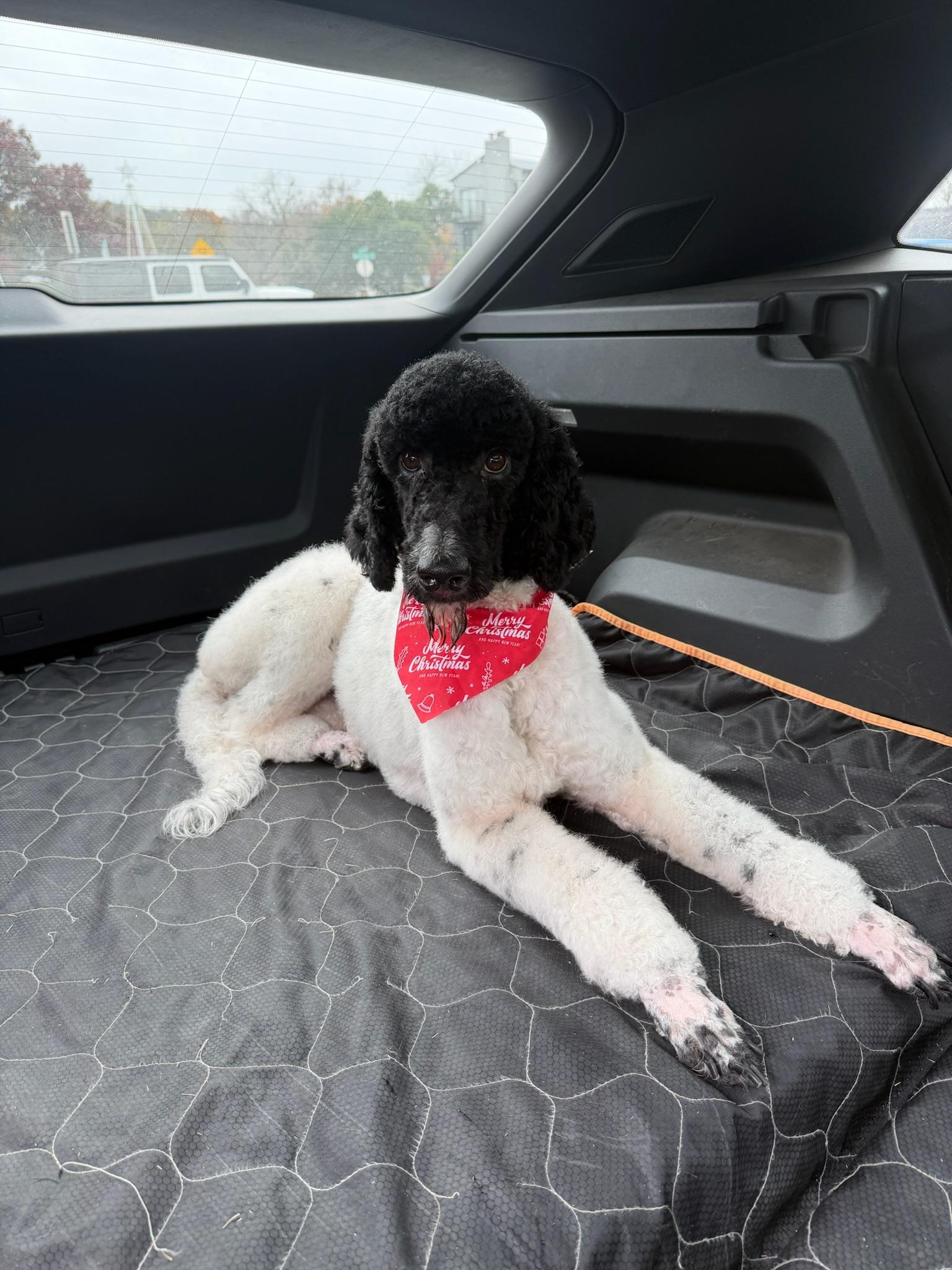 Enlarge Spot, a ADOPTABLE Poodle in Austin, TX image 2/2