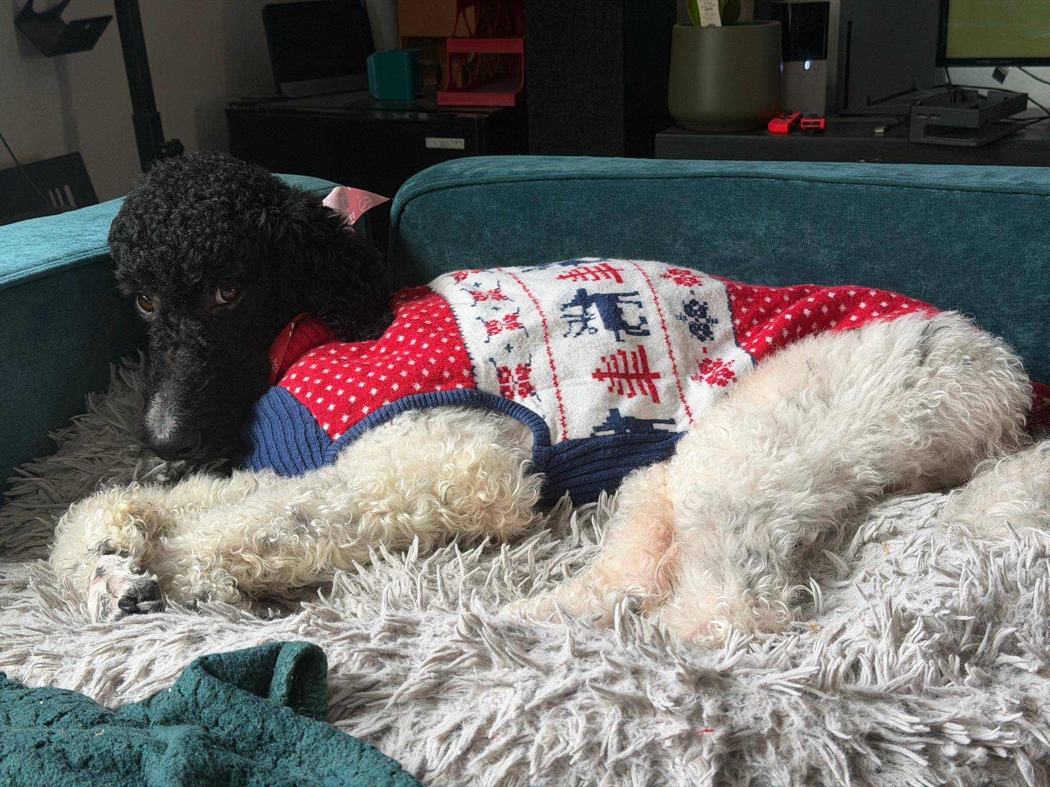 Enlarge Spot, a ADOPTABLE Poodle in Austin, TX image 1/2